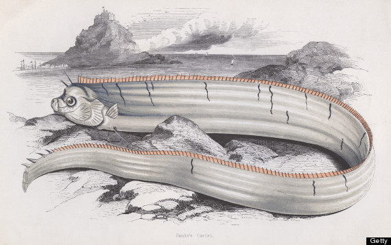 oarfish