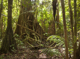 Amazon Rain Forest 