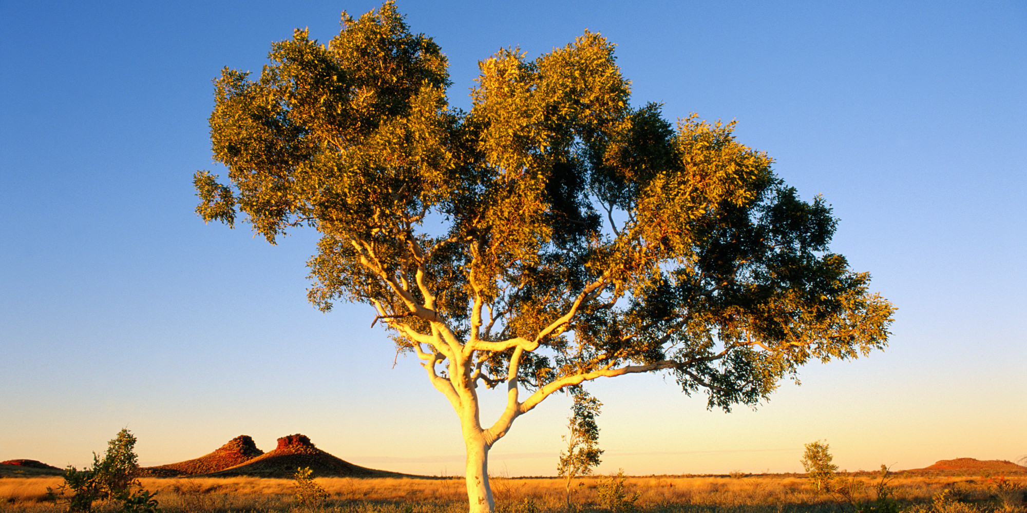 Gold 'Growing' On Trees Hints At Buried Treasure, Scientists Say (VIDEO