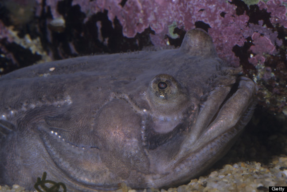midshipman fish