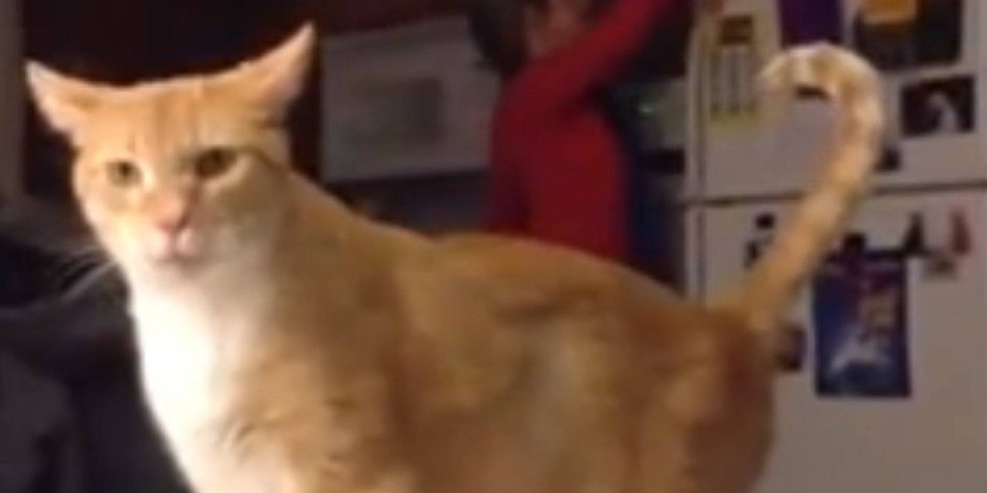 Clumsy Cats A Compilation (VIDEO)