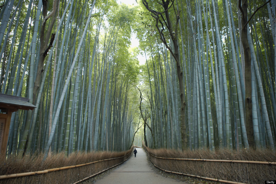 bamboo forest japan