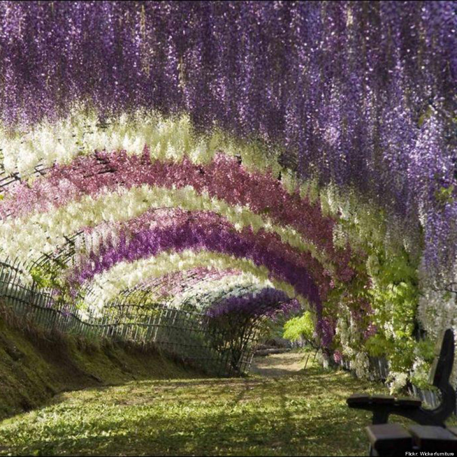 kawachi fuji gardens