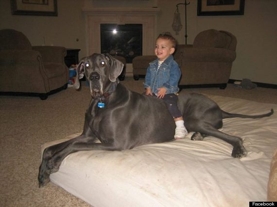 Giant George Dead: Former Guinness World's Tallest Dog, Has Died - Huffington Post