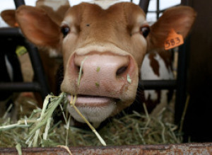 Factory Farms