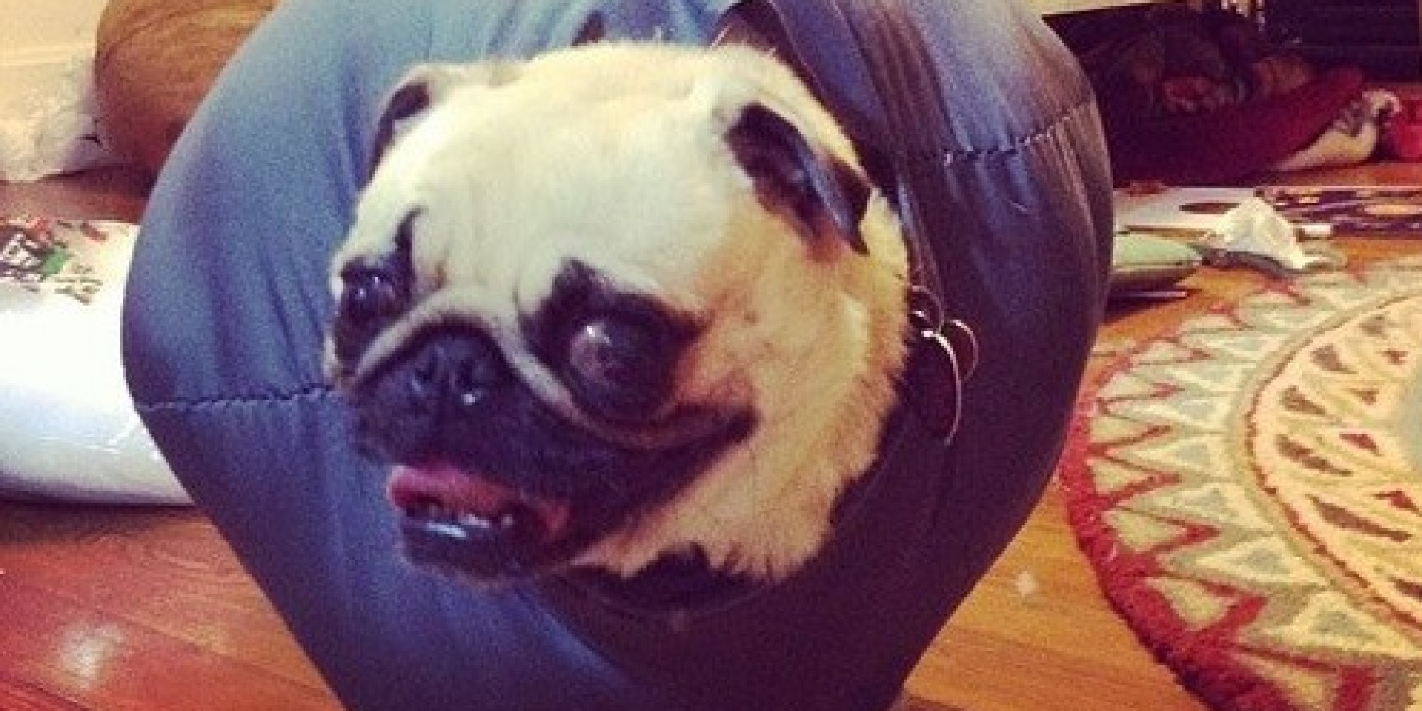 pug wrecking wrecking pug wins the our hearts and maybe 25 000 huffpost pug wrecking wrecking pug wins the our hearts and maybe 25 000 huffpost