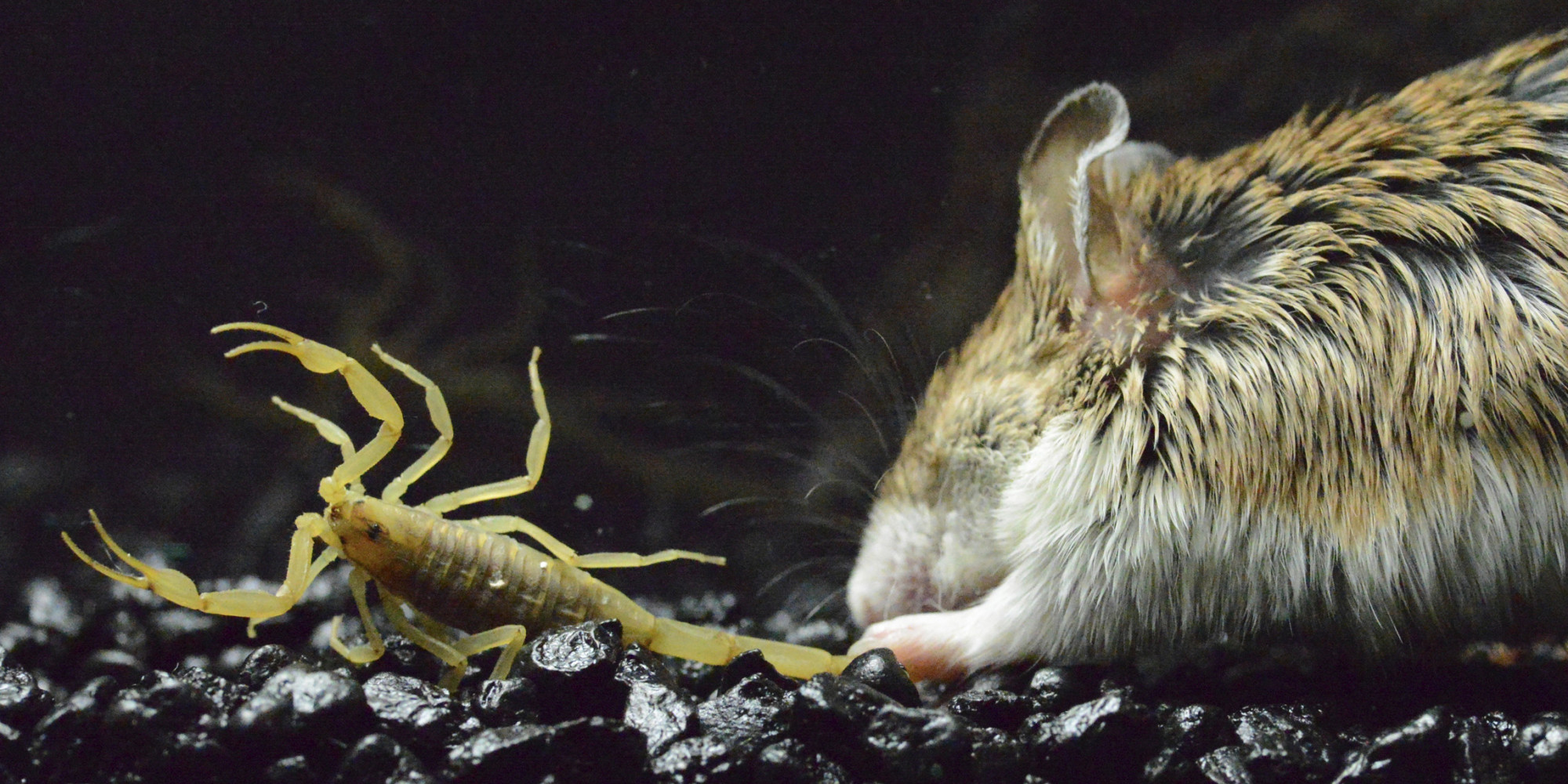 Mouse Is Numb To Scorpion Sting, May Point Way To Better Painkillers ...