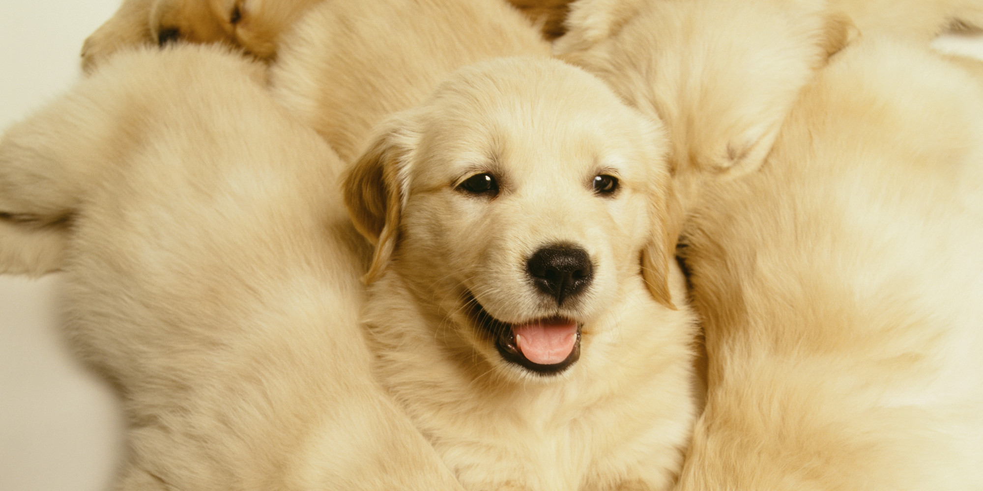 Golden Retriever Puppy Cam Is The Best Thing To Happen To ...