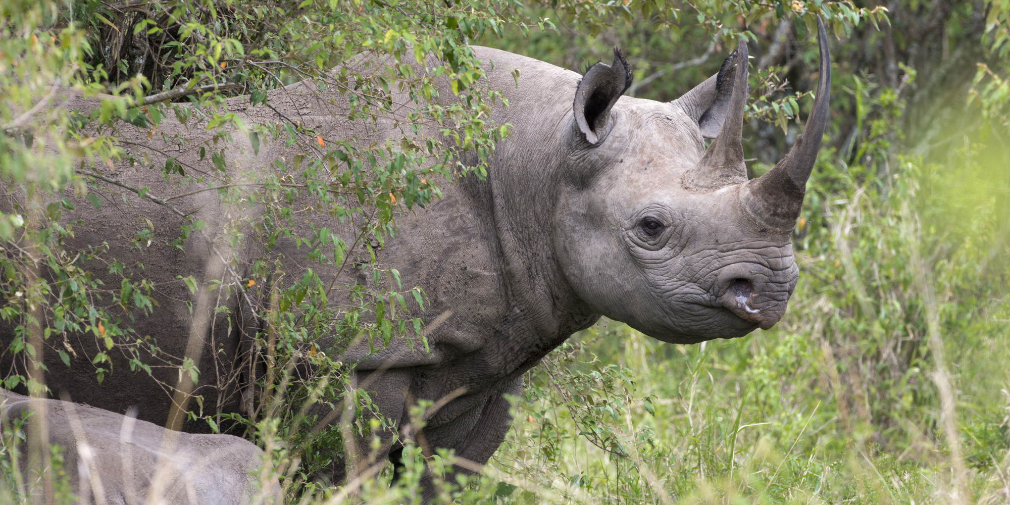 Black Rhino Hunt Permit Auctioned In US For £212,000 - To Help Save