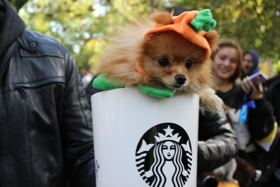 starbucks pup