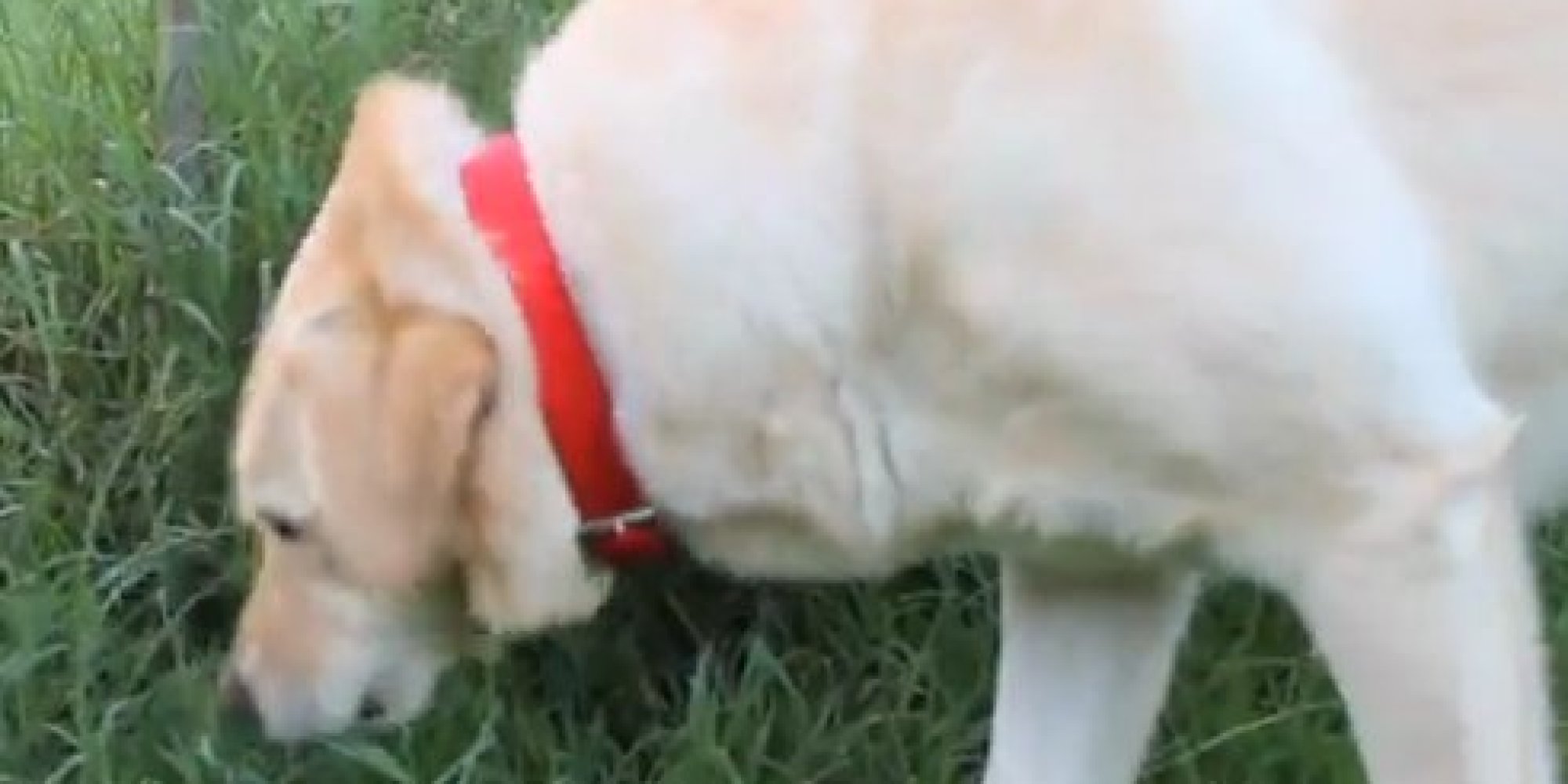 Dogs Reportedly Getting High On Drug Users' Poop In Berlin Parks HuffPost