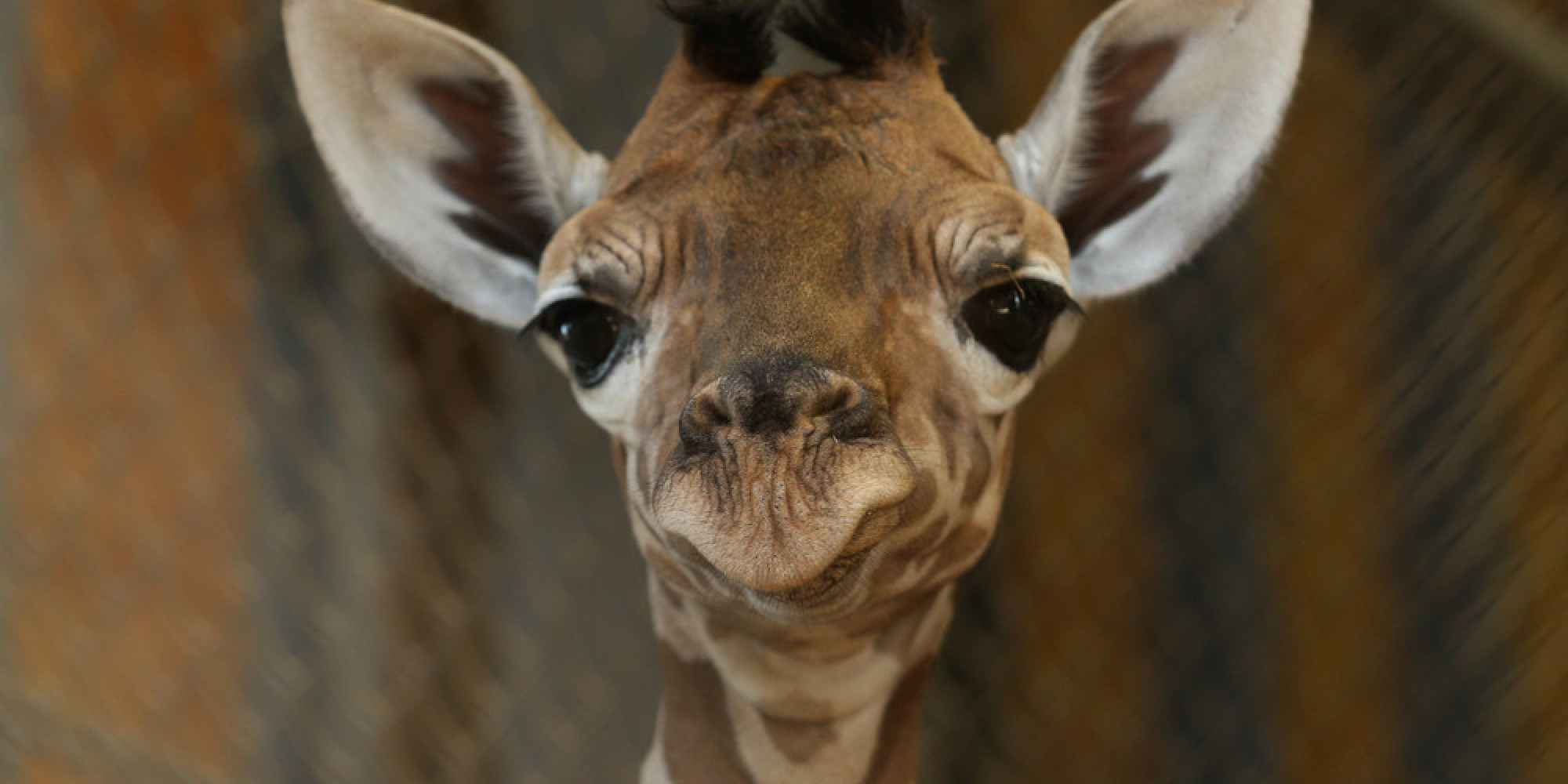Here�s Why Your Facebook Friends Have Giraffes