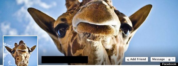 facebook giraffe