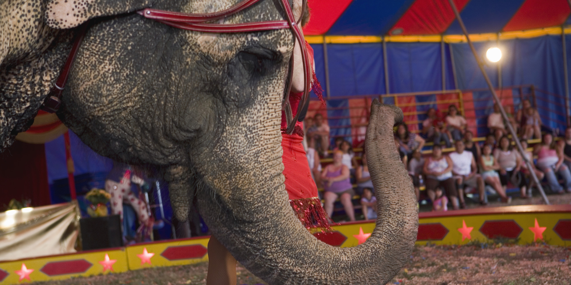 Protecting Circus Elephants HuffPost