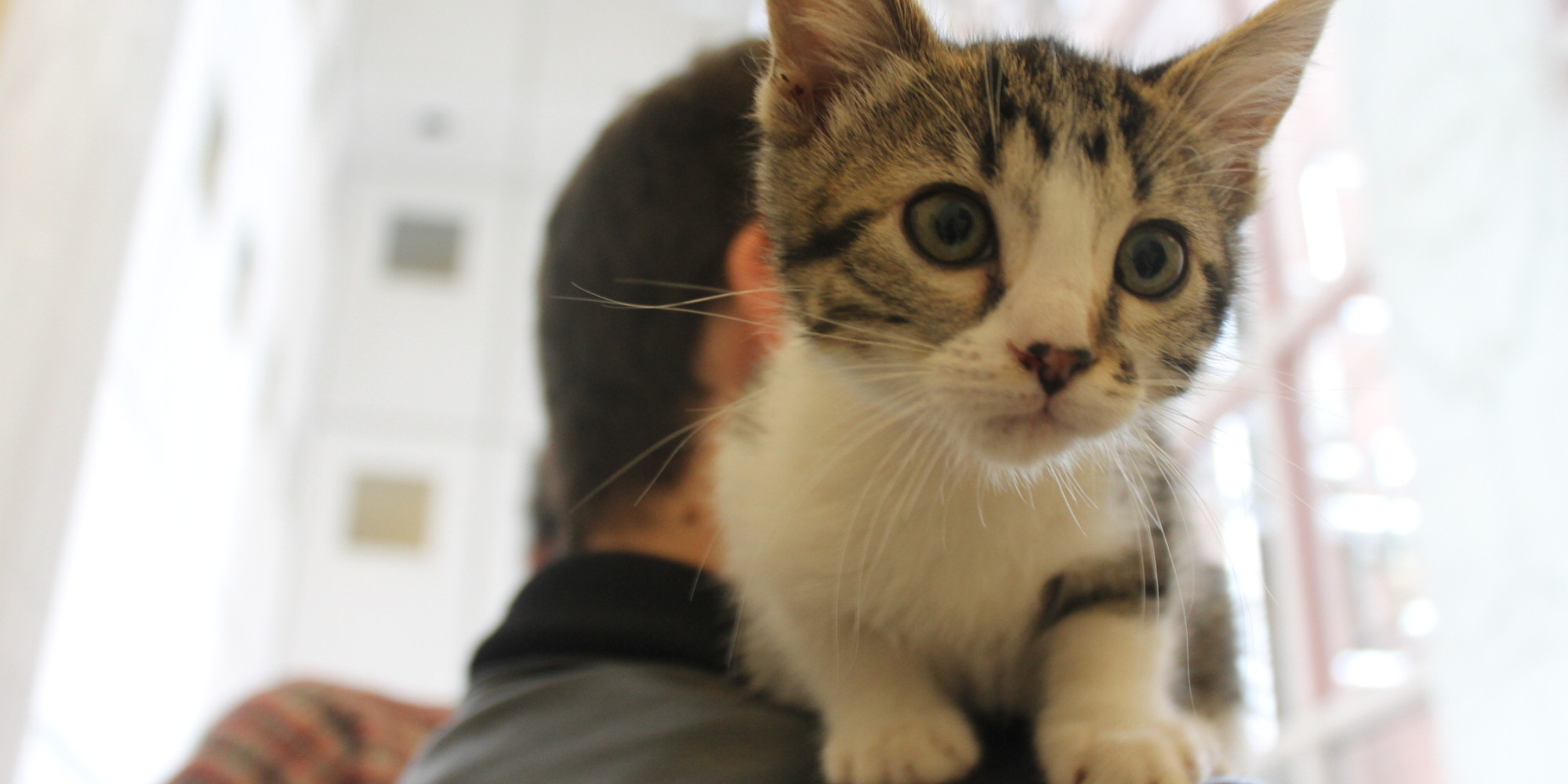Uber Breaks Hearts With Short Supply Of Kittens On Cat Day HuffPost