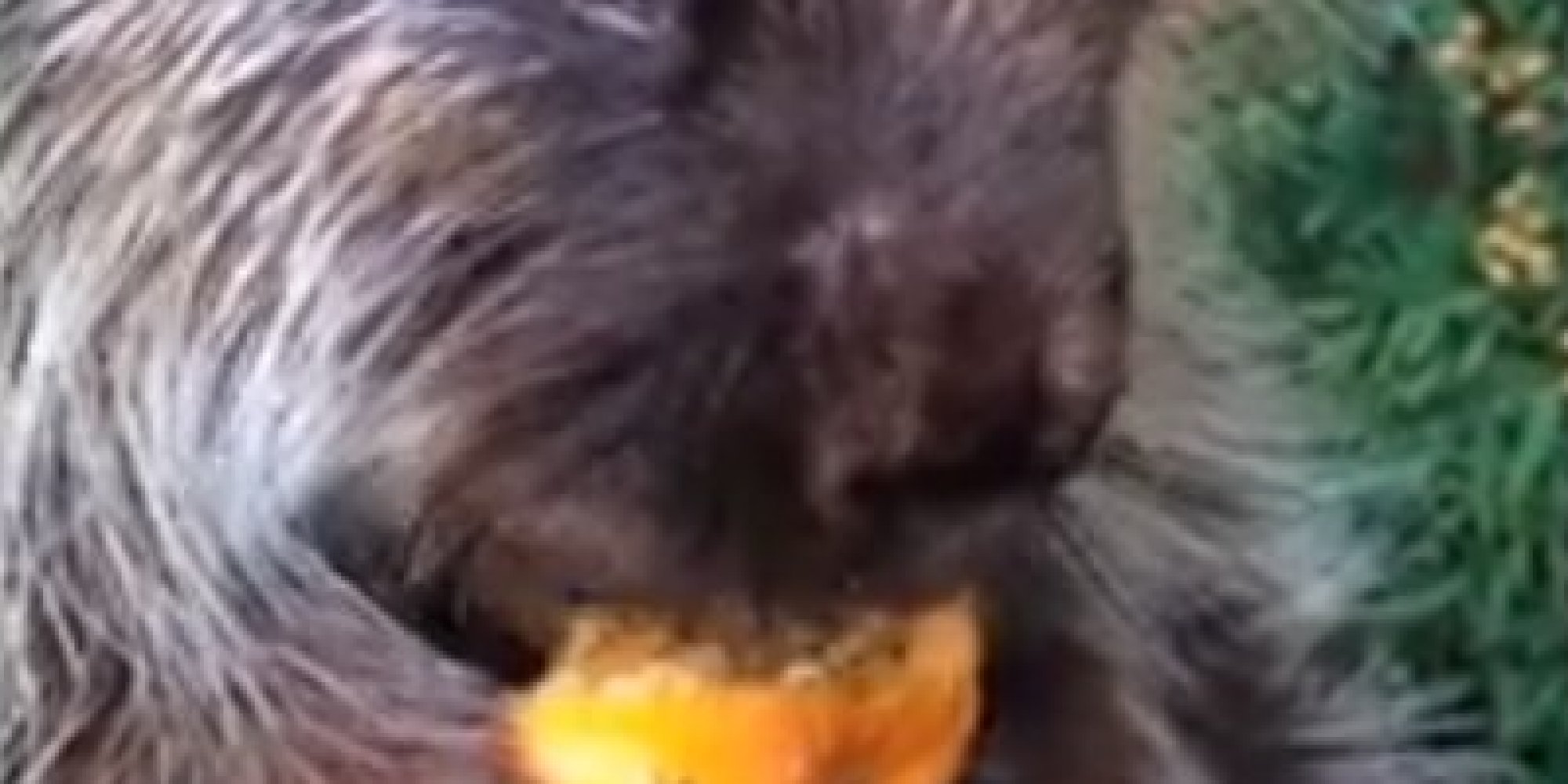 Teddy Bear, The Talking Porcupine, Eats A Pumpkin (VIDEO) | HuffPost UK
