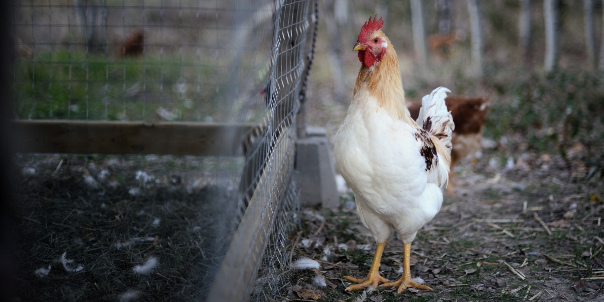 Why Are We Laughing at Things That Make Chickens Suffer? HuffPost