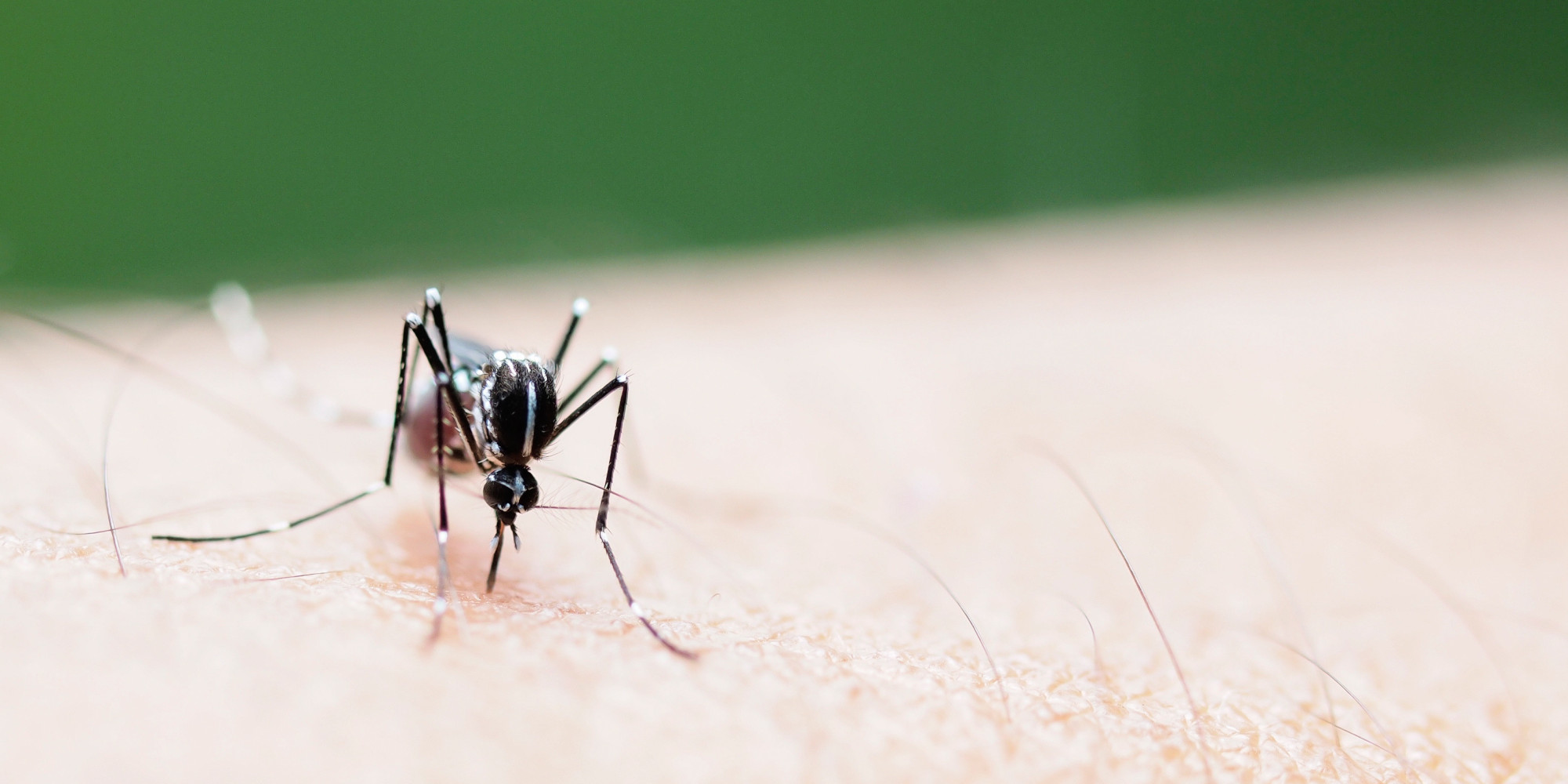 California Mosquitoes With Dengue, Yellow Fever Worry Public Health Officials HuffPost