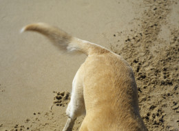 Tail Wagging