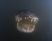 These Alligator Photos Are Straight From Your Nightmares