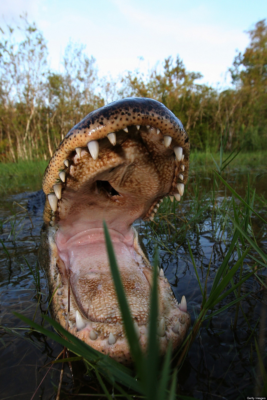 Do alligators have tongues?