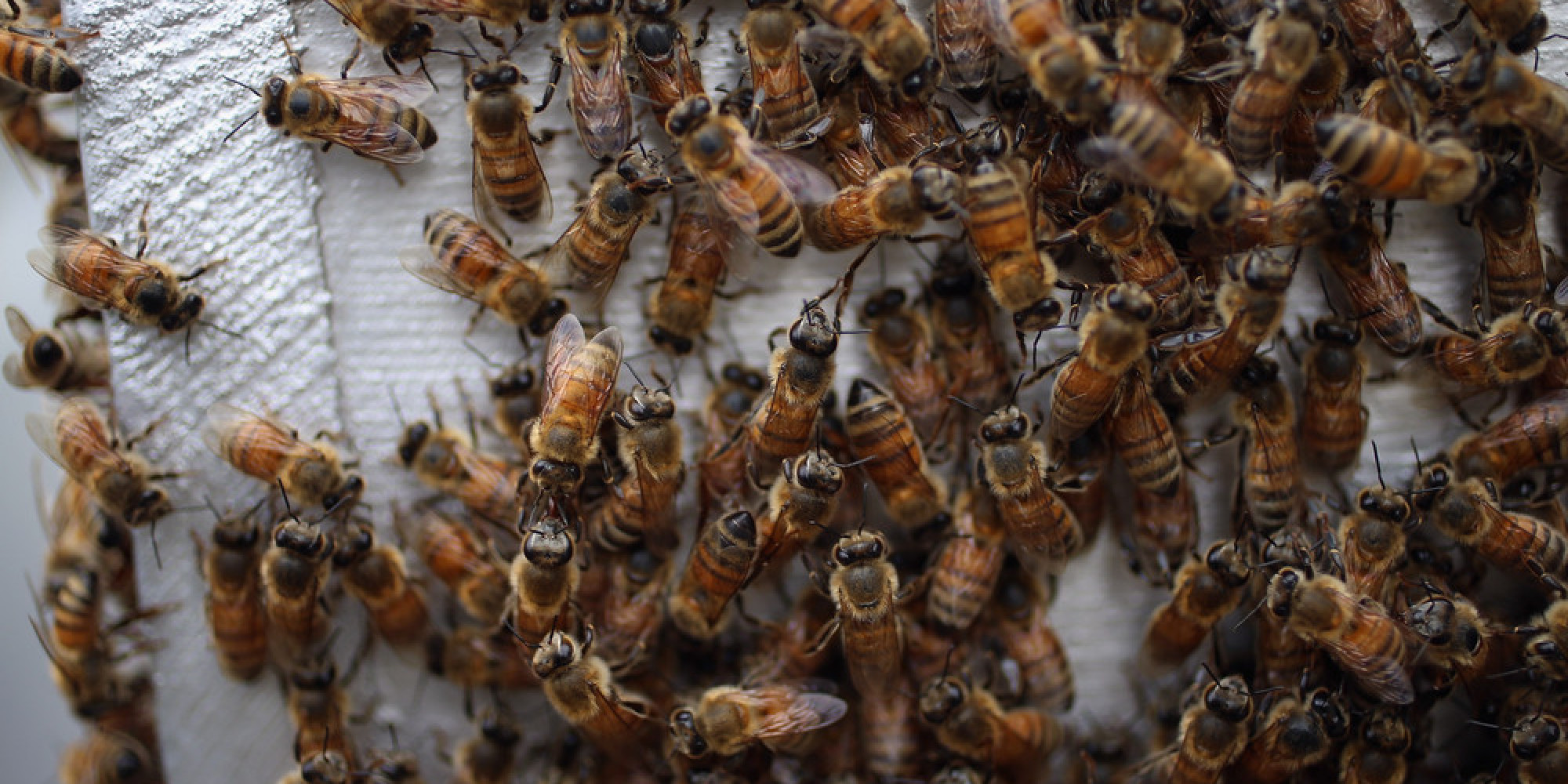 Deciphering the mysterious decline of honey bees