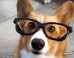 25 Fictional Characters To Name Your Dog After