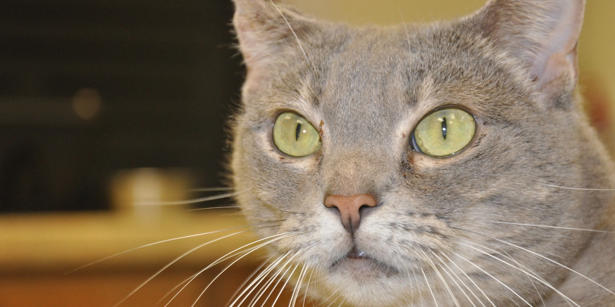 Feline Victims Of Government Shutdown Need New Homes HuffPost