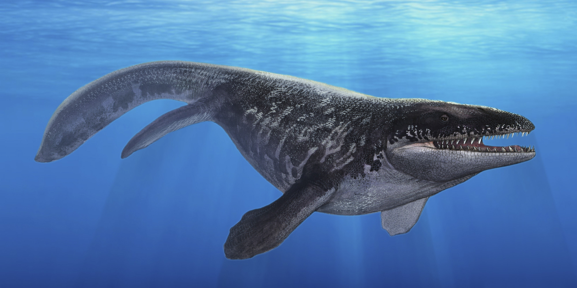 sea monster mosasaurus