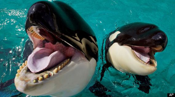 Killer Whales Seaworld San Diego