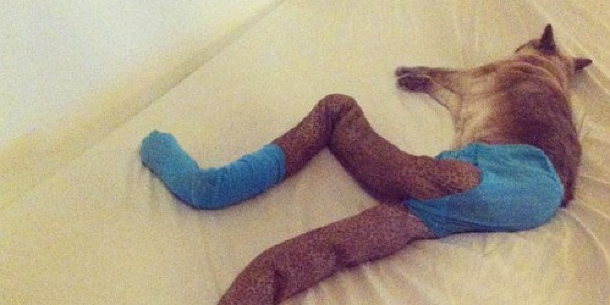Cats Wearing Tights. That Is All. (PICTURES) HuffPost UK