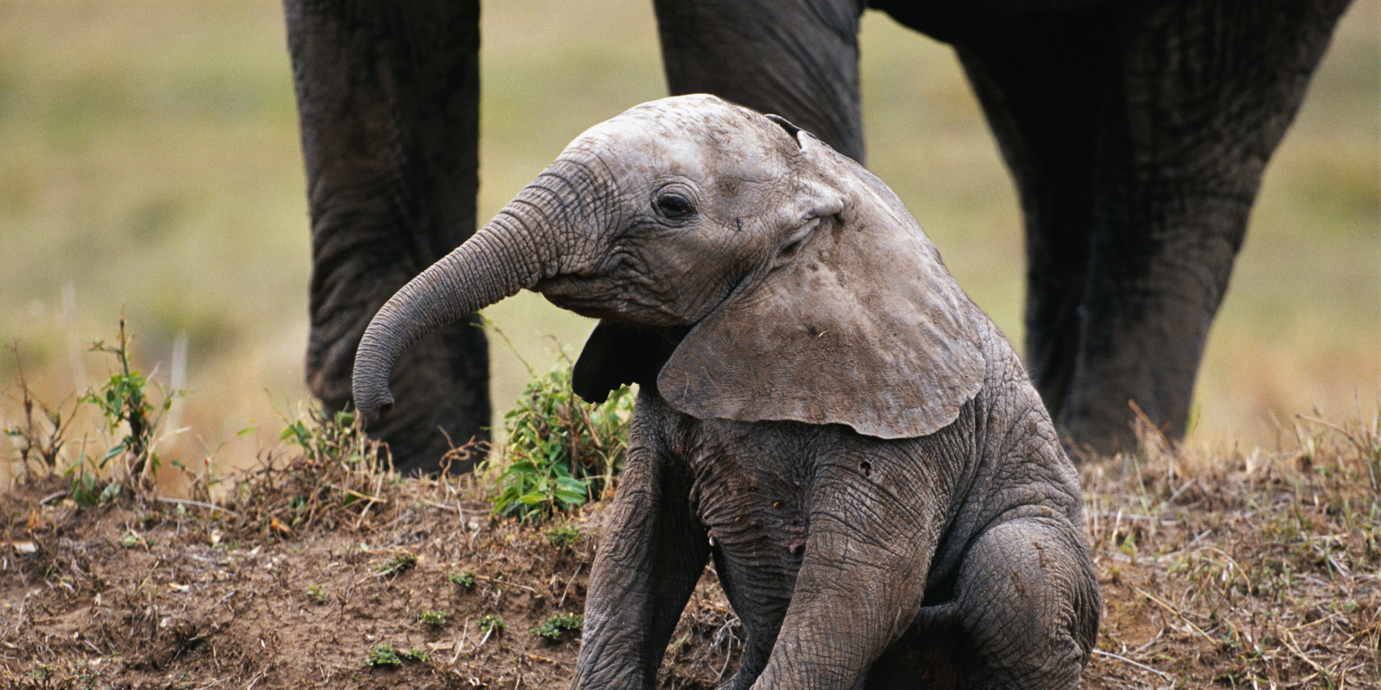 Meet The Teen Who's A RealLife Elephant Whisperer HuffPost