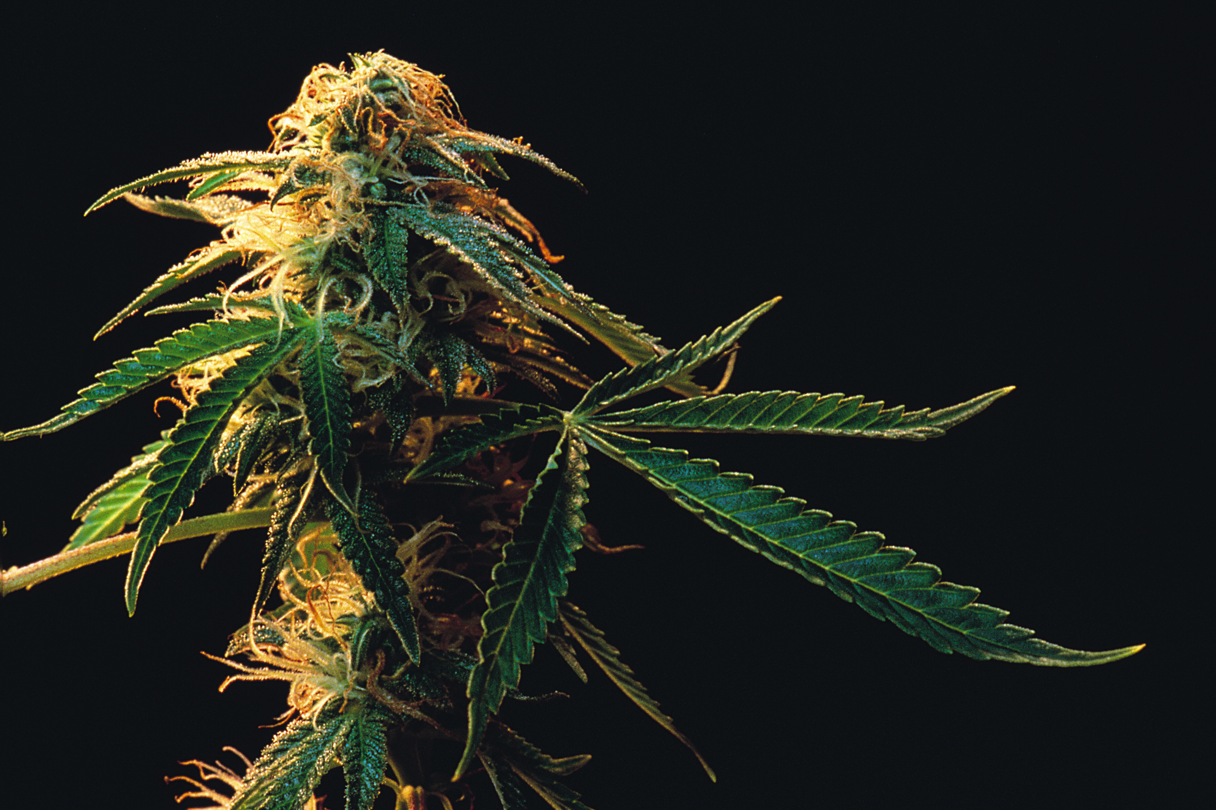 18-milestones-that-led-to-our-marijuana-tipping-point-huffpost