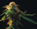 18 Milestones That Led To Our Marijuana 'Tipping Point'