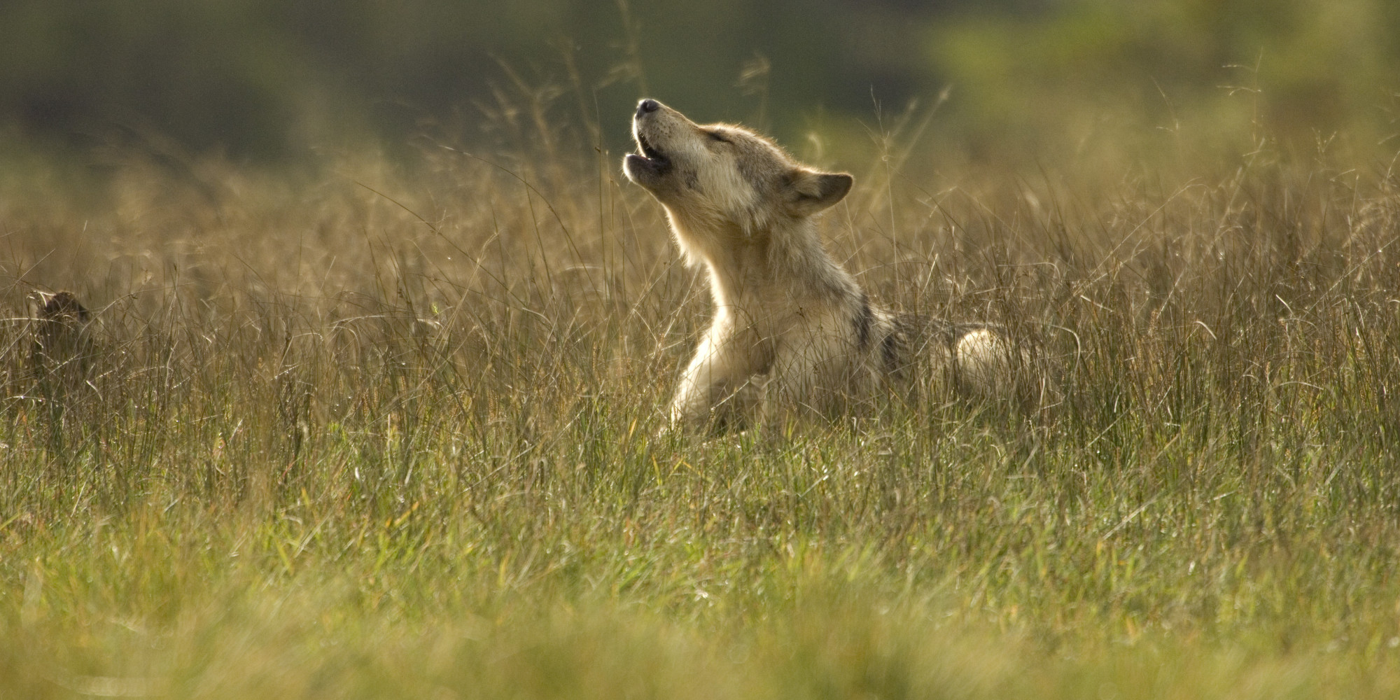 Great Bear Rainforest Live On Camera Is Amazing (VIDEO)