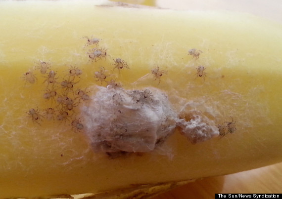 43+ Brazilian Wandering Spider Found In Bananas Background