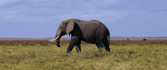 An elephant walks in Amboseli National Park, approximately 220 kms southeast of Nairobi, Kenya on October 7, 2013.