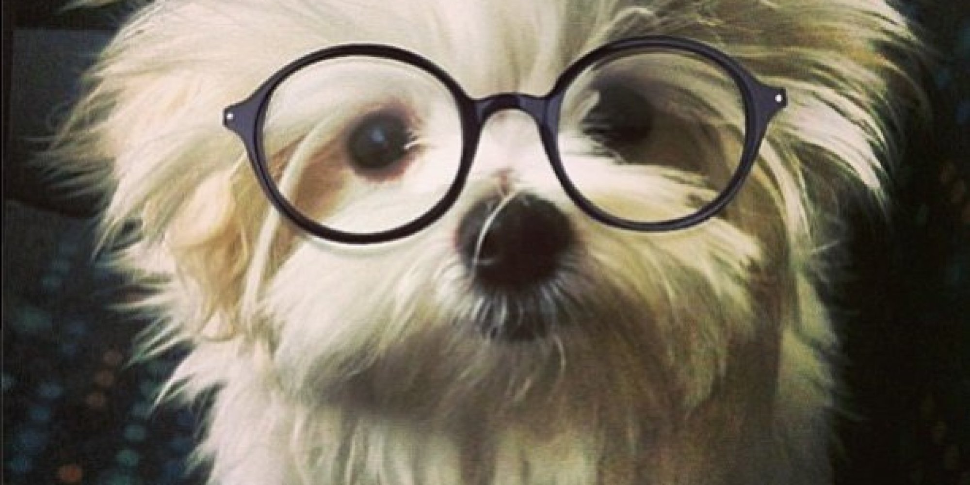 22 Dogs That Are Clearly Smarter Than You Because They're Wearing