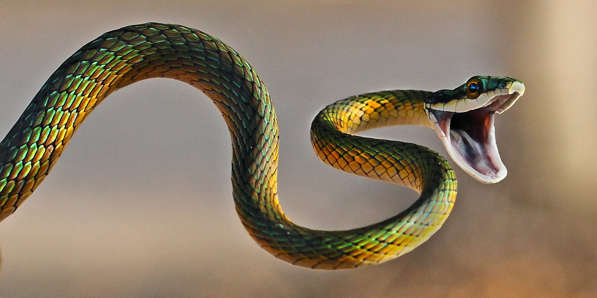 discover-the-venomous-mountain-snake-that-lives-16-000-feet-high