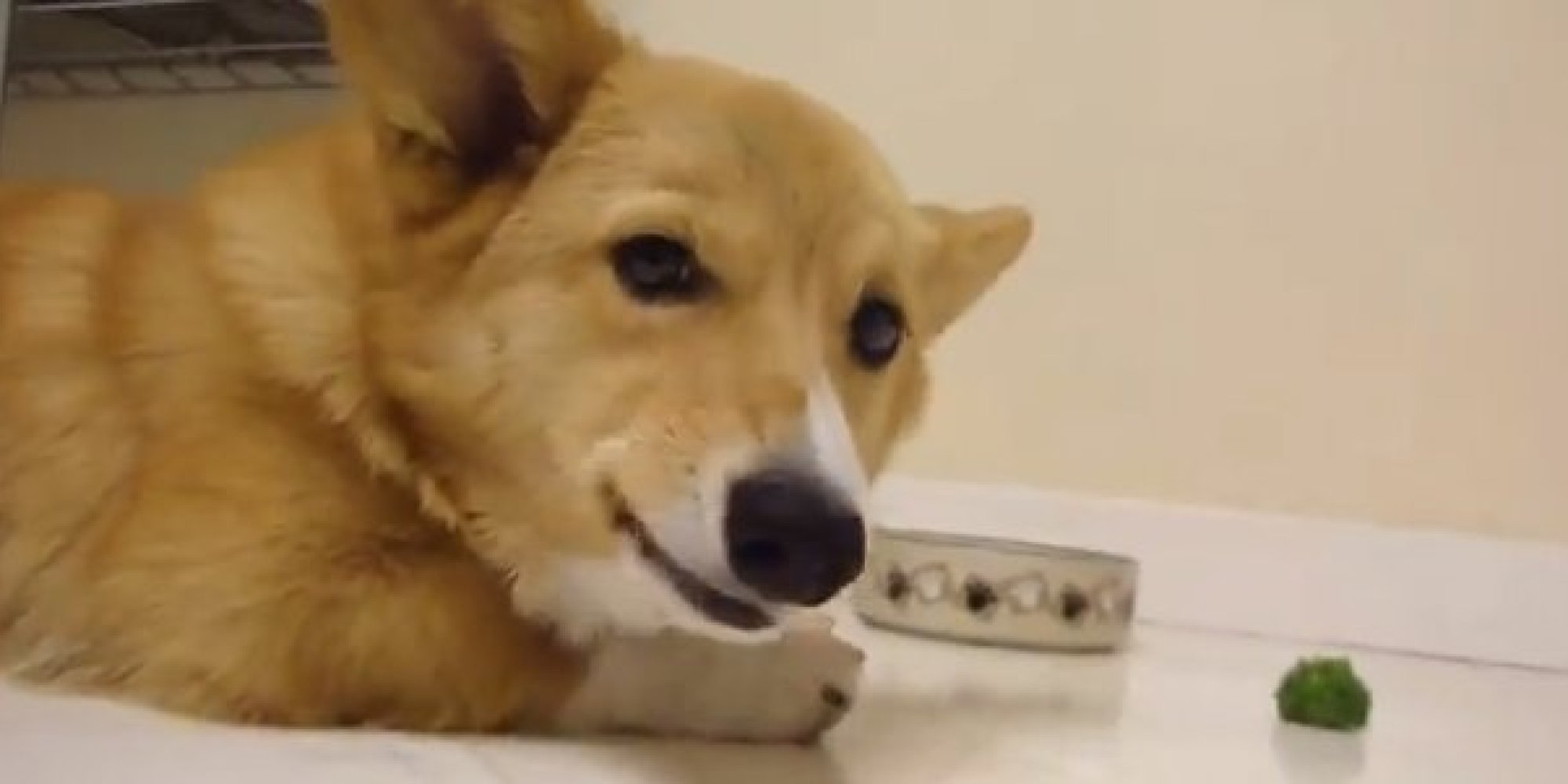 dogs broccoli dogs vs broccoli compilation will make your day huffpost dogs broccoli dogs vs broccoli compilation will make your day huffpost