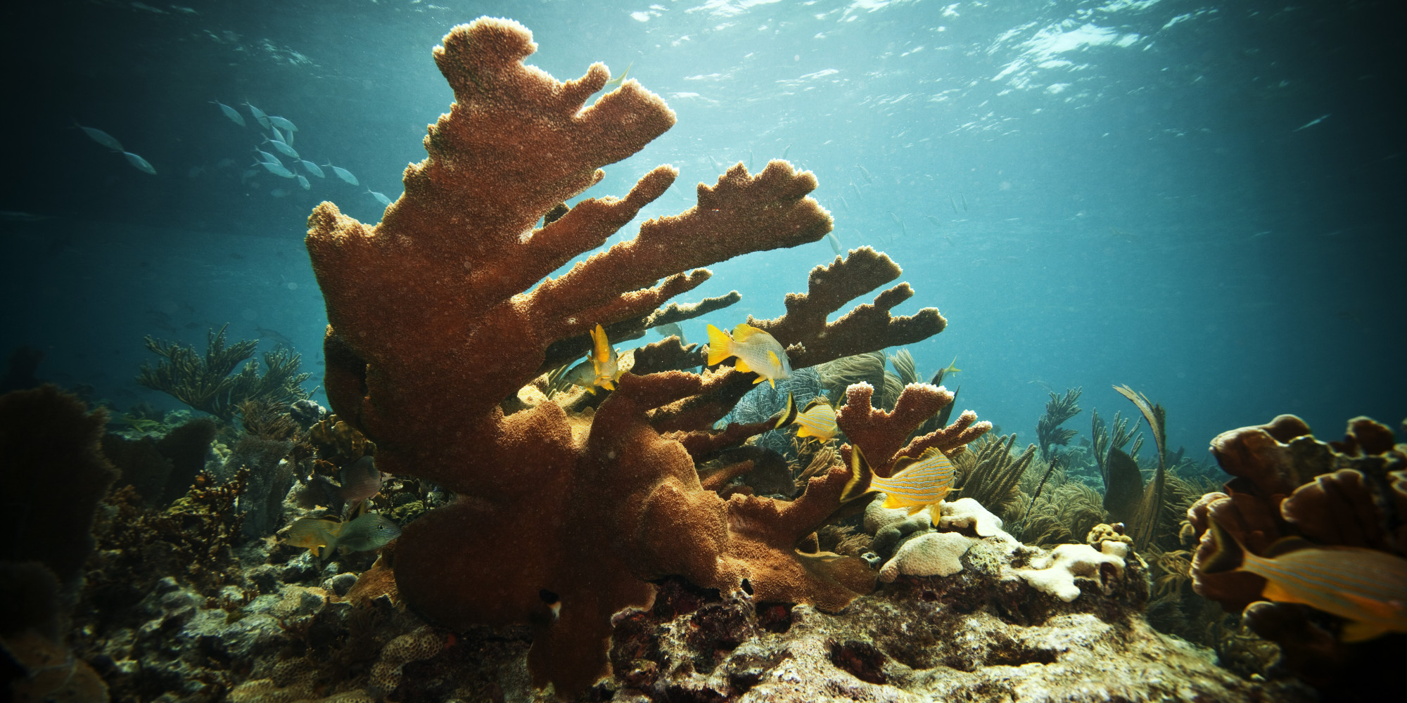 New Study Says South Florida Coral Reefs Appear To Be Rebounding HuffPost
