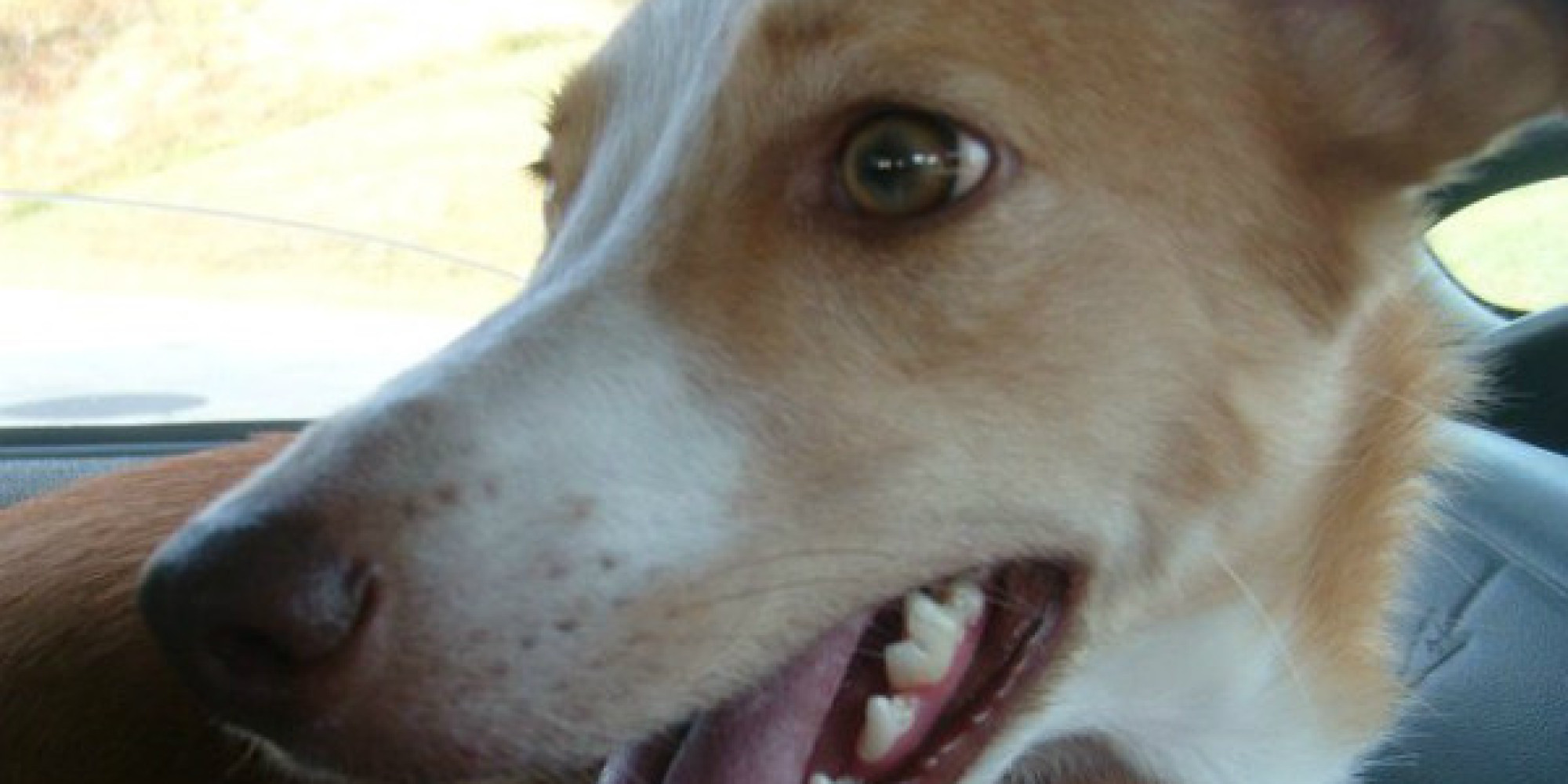 mervyns sprocket dog