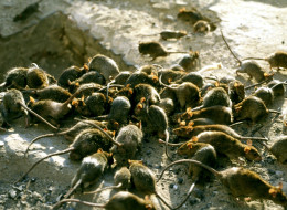 mutant rats