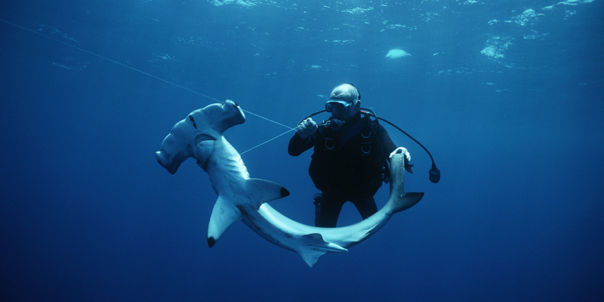 Carolina Hammerhead Shark, Newly Named Species, Discovered By Accident