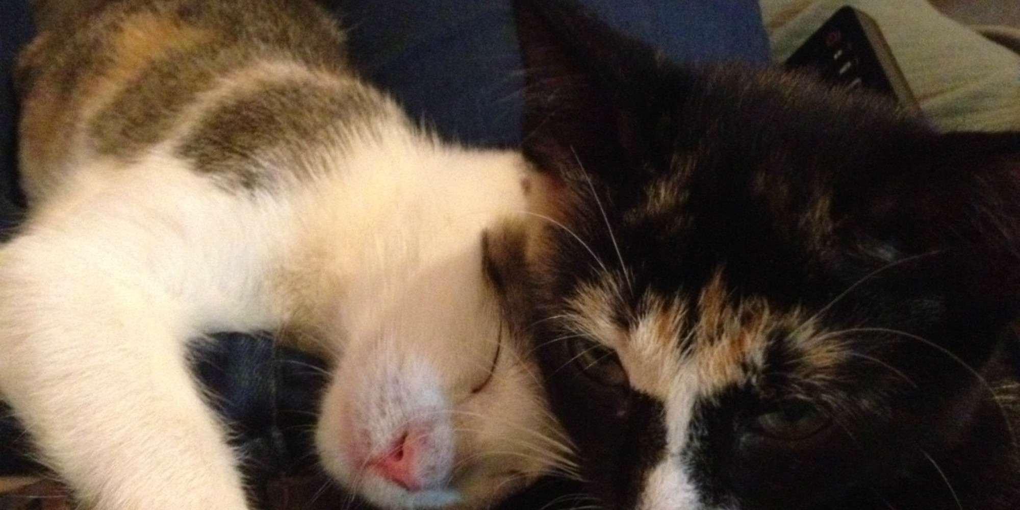 How to a Cat Lady in 5 Simple Steps HuffPost