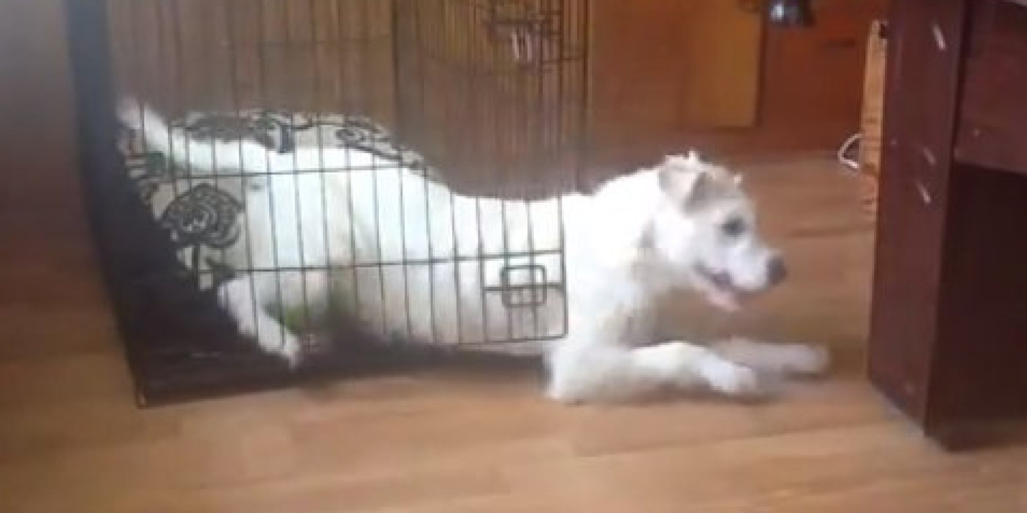 Dogs Escaping Compilation Is Just Like 'Shawshank Redemption'... But