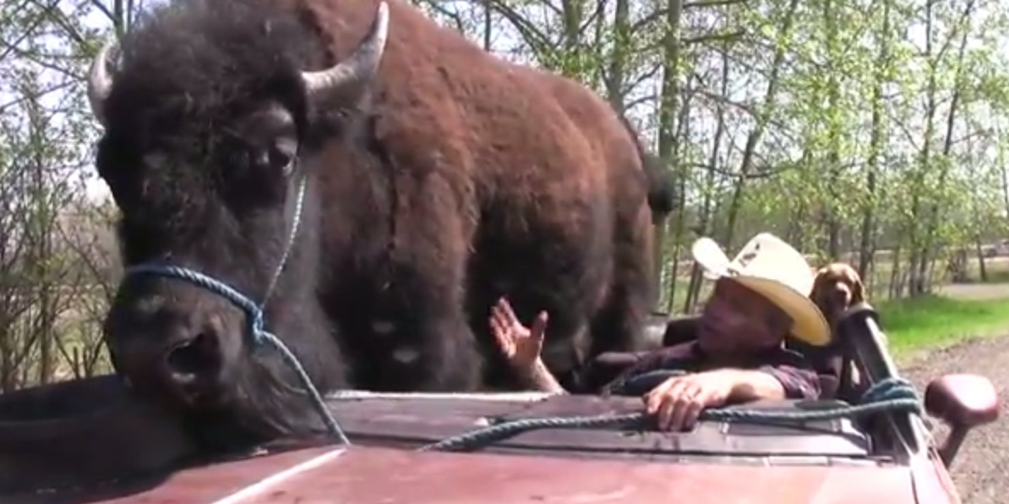 Bison Is Alberta Man's 'Best Friend'