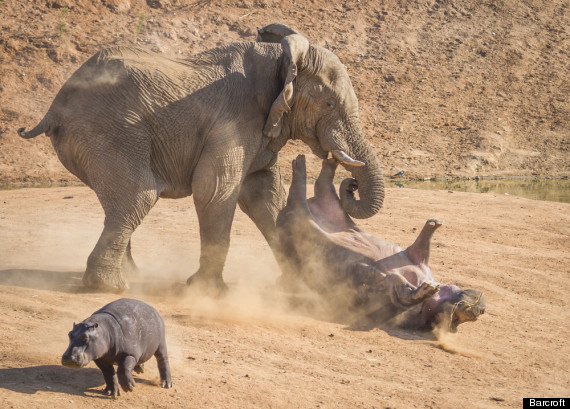 Largest Elephant Ever Recorded