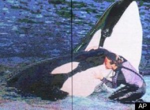 Killer Whale Tillikum