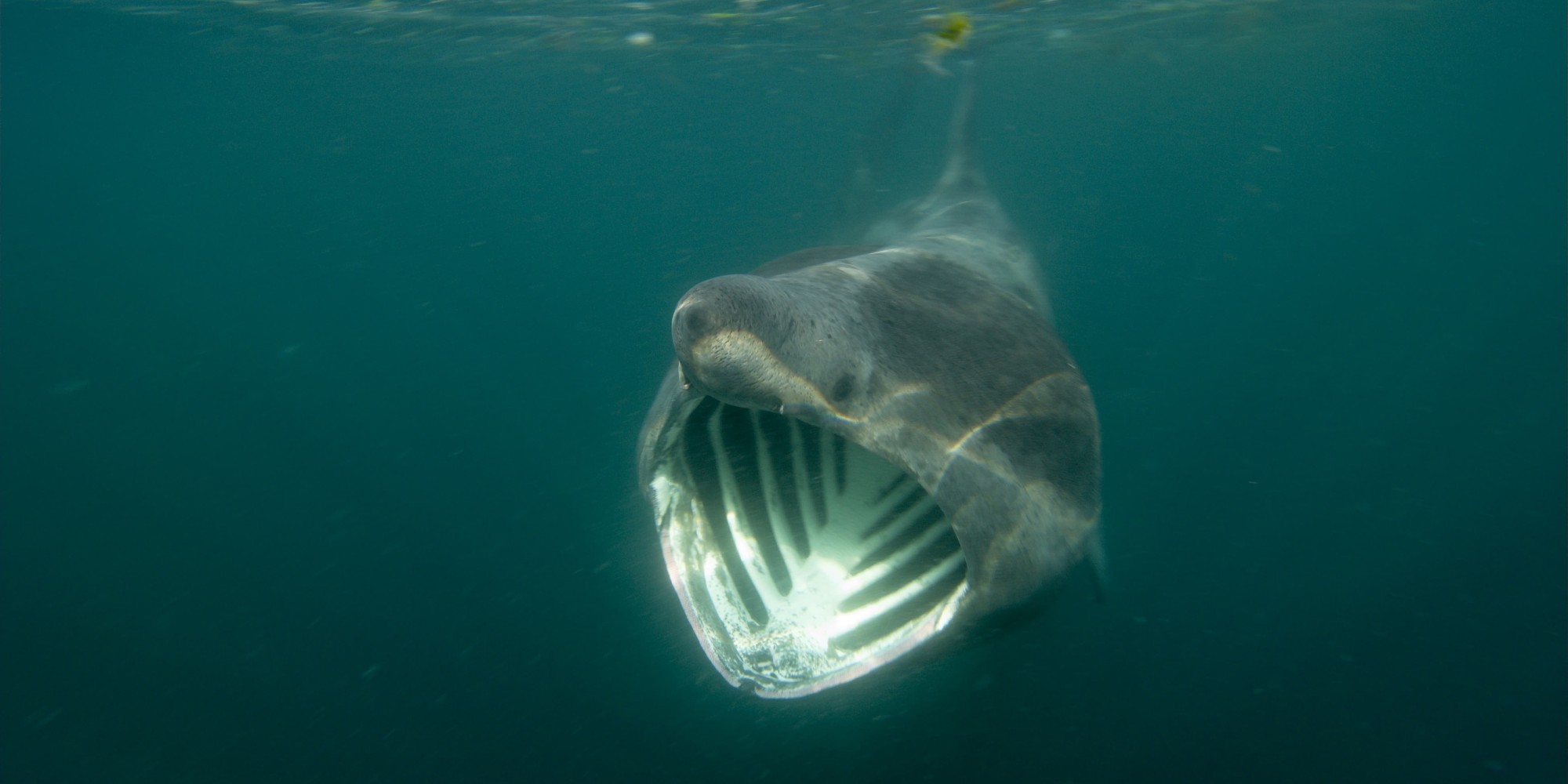 Rare B.c. Photograph Of Endangered Basking Shark Shines Light On Change 